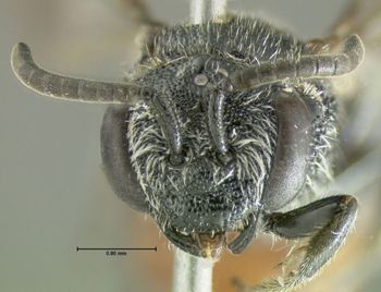 Media type: image;   Entomology 610762 Aspect: head frontal view
